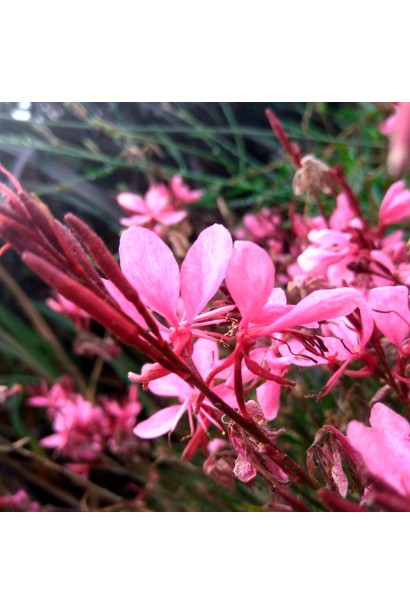 Gaura `Variegata Rose` – квітучий багаторічник